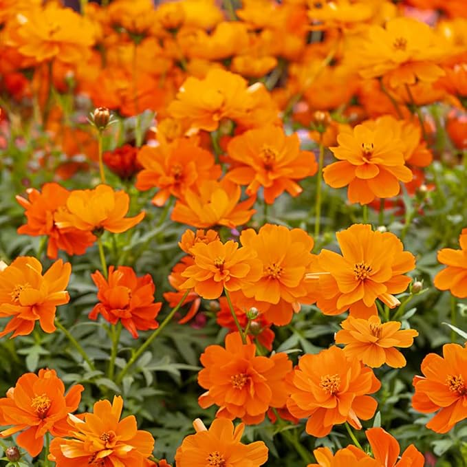 Outsidepride Mandarin Cosmos Sulphureus Seeds - 100 Pcs Annual, Pollinator-Friendly & Drought Tolerant Flower Seeds for Planting w/Vibrant Double Blooms for Low Maintenance Landscaping & Xeriscaping