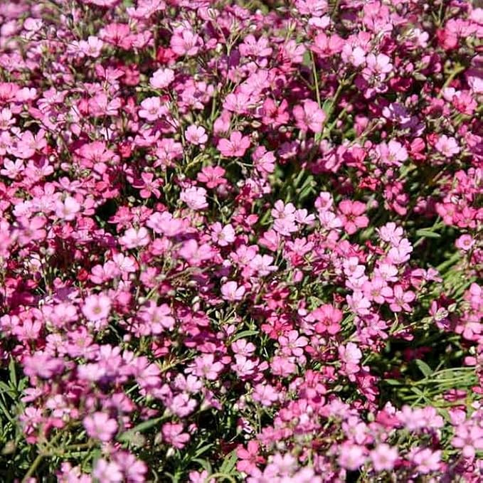 Seeds Pink Creeping Baby's Breath 1000+ Seeds to Grow Perennial Spreading Gypsophila Perfect Groundcover or Cascade Over Walls