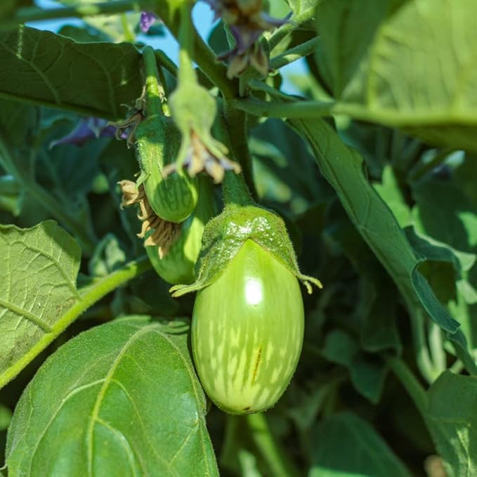 50 Seeds Thai Eggplant Seed, Thai Green Fingers Eggplant Asian Vegetable Seeds