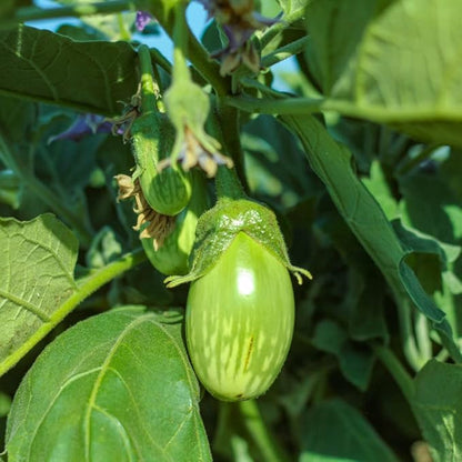 50 Seeds Thai Eggplant Seed, Thai Green Fingers Eggplant Asian Vegetable Seeds