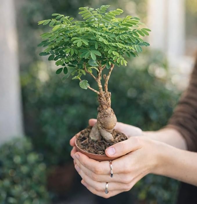 DIY Bonsai Tree Kit for Beginners – 5X Unique Japanese Bonzai Trees, Complete Indoor Bonsai Starter Kit for Growing Bonsai Plants w/Tools & Planters – DIY Christmas Gardening Gifts for Mom