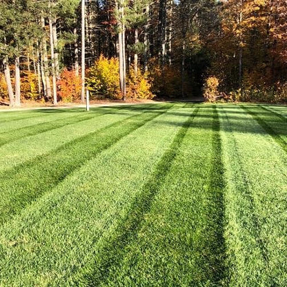 Envy Turf Type Tall Fescue Grass Seed (10 lbs) - 100% Weed Free - Drought Tolerant - Disease Resistant - Non-Returnable