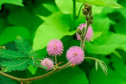 40+ Seeds Mimosa Shy Sensitive Plant Fast Growing - Flower Pink