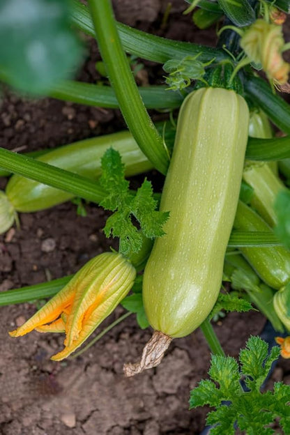 Pack of 50 Zucchini Summer Squash Seeds, Zucchini Seeds for Planting Outdoors