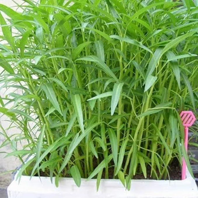 100g - 2000++ Hat Giong Rau Muong La TRE. Kong Xin CAI, Ong Choy Seeds, Kangkong Seeds 95% Germination Rate in The USA