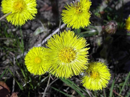 Coltsfoot Seeds (Tussilago farfara) 100+ Medicinal Herb Wildflower Seeds, Yellow