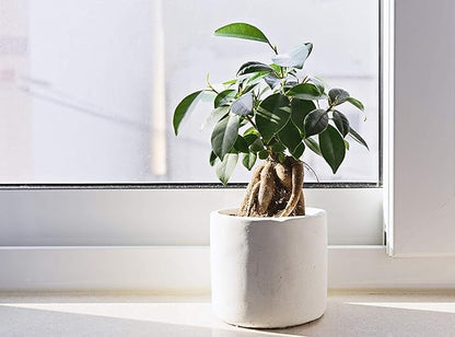 Fiddle Leaf Fig TreeFertilizer(Slow-Release Pellets) Ficus Plant Food Improves Leaves/Branches Potted Indoor Trees Treatment by Aquatic Arts