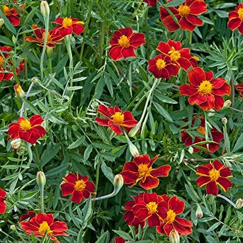 Park Seed Linnaeus Burning Embers Marigold Seeds – Heirloom French Variety with Orange-Red and Gold Blooms, Pollinator-Friendly, Compact and Vigorous Annual for Beds or Containers – Pack of 25