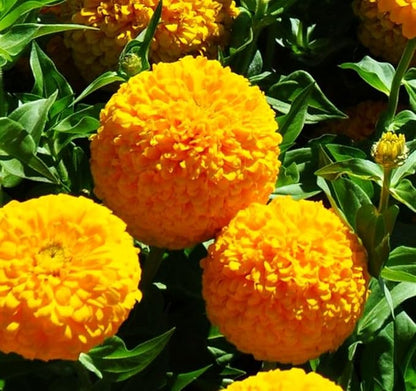 Yellow Zinnia Seeds - 100 Heirloom Seeds for Planting Zinnia elegans - Grow Annual Open Pollinated Flowers for a Butterfly Garden