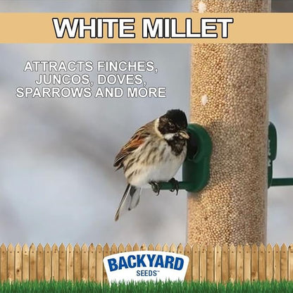 CountryMax Backyard Seeds White Millet Bird Seed - Premium Finch Food (50 Pounds)