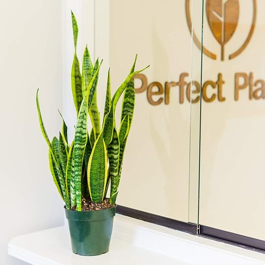 Perfect Plants Liquid Snake Plant Fertilizer | 8oz. of Premium Concentrated Sansevieria Food | Use with Mother-in-Laws Tongue and Other Varieties