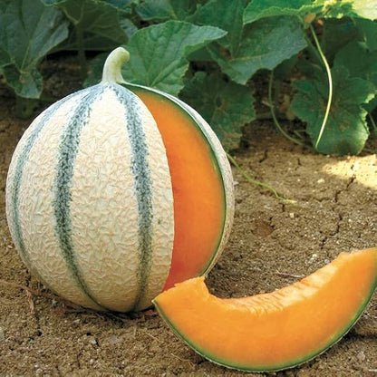 Seeds Charentais Melon Cantaloupe Non GMO Heirloom