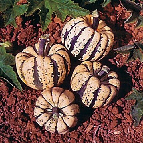 Park Seed Sweet Dumpling Acorn Squash Seeds – Single-Serving Fruits with Deep Ribbing and Rich Orange Flesh, High-Yield Compact Vines, Great Flavor and Storage, Easy to Grow and Harvest, Pack of 20