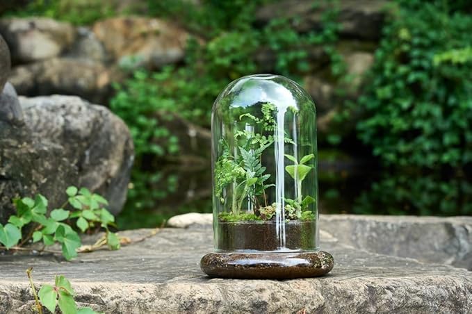 Glass Cloche Dome Terrarium with Base & Ventilation Holes -7.9"x4.7"Clear Display Case for Carnivorous Plants,Succulents,Venus Flytrap & Eternal Roses,Small Desktop Decor Gift Box(No Plants Included)