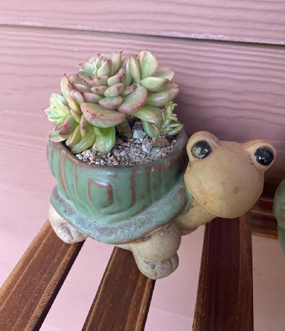 Decorative Ceramic Planter with Bamboo Base Indoor Plant Holder Animal Shaped Ceramic Succulent Pot with Drainage Mini Succulent Plants Cactus Planter (Tortoise)