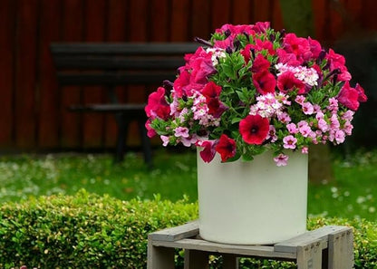 300+ Petunia Balcony Mix Flower Seeds Dwarf Petunia Container Plant Fragrant Colorful Grandiflora Flowers Plant for Garden