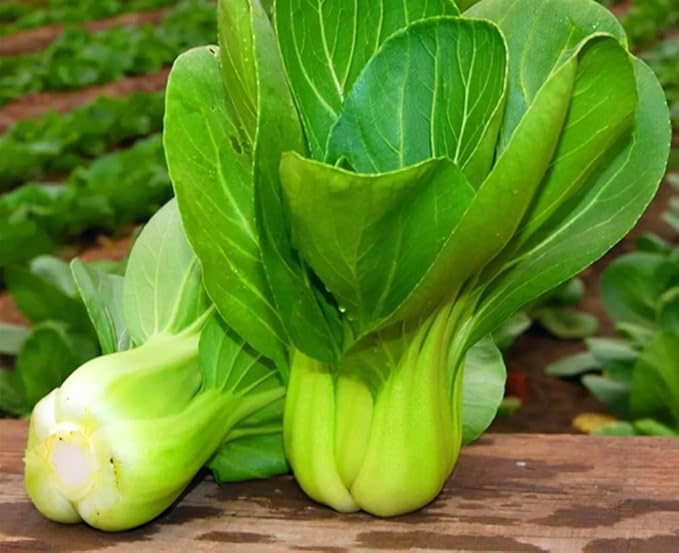 500PCS Baby Pak Choi Seeds Bok Choy Chinese Cabbage Seeds Non-GMO Heirloom