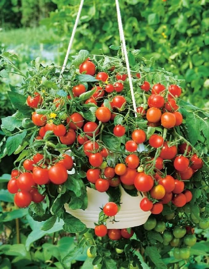Seeds Red Dwarf Tomato Indoor Determinate Non GMO Heirloom
