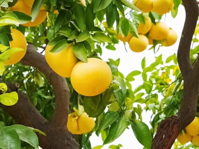 Gardenera Premium Grapefruit Potting Mix - Expertly Crafted with Peat Moss, Perlite, Worm Castings, and Lime for Stronger Roots and Optimal Nutrient Absorption - 20 Quart