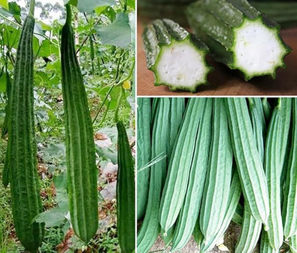 Long Angled Luffa Seeds Vegetable Seed Edible Chubby Pier Gourd Seeds Loofah Sponge 30pcs Zucchini