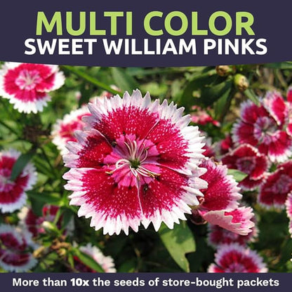 Sweet William Seeds – Mixed Pink Colors – Extra Large 1oz Packet – Over 30,000 Open Pollinated Non-GMO Flower Seeds – Dianthus barbatus