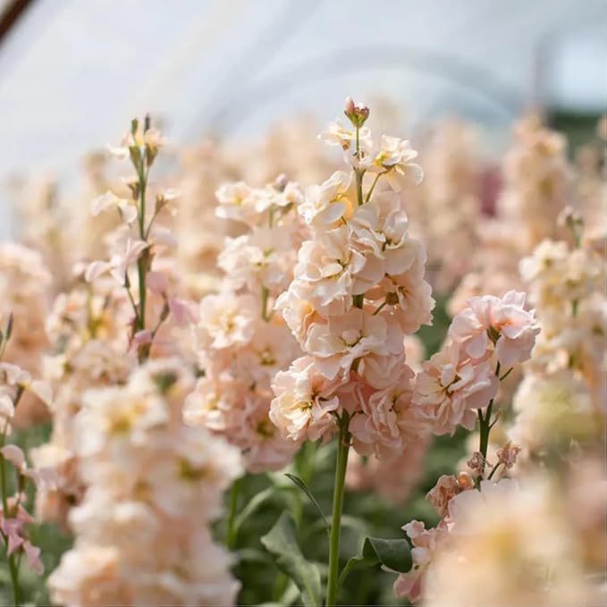 50pcs Mixed Column Stock Seeds Blossom Flowers Seed Flower Matthiola Incana Blossom Stock