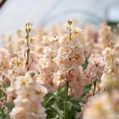 50pcs Mixed Column Stock Seeds Blossom Flowers Seed Flower Matthiola Incana Blossom Stock