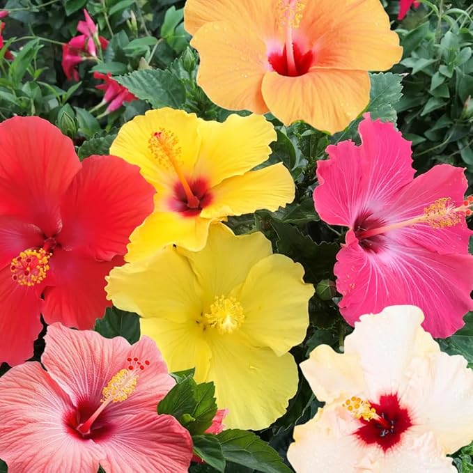 Premium Hibiscus grandiflorus Seeds for Planting – 100+ Non-GMO Heirloom Seeds for Giant Tropical Blooms – Fast-Growing, Easy to Cultivate, High-Yield