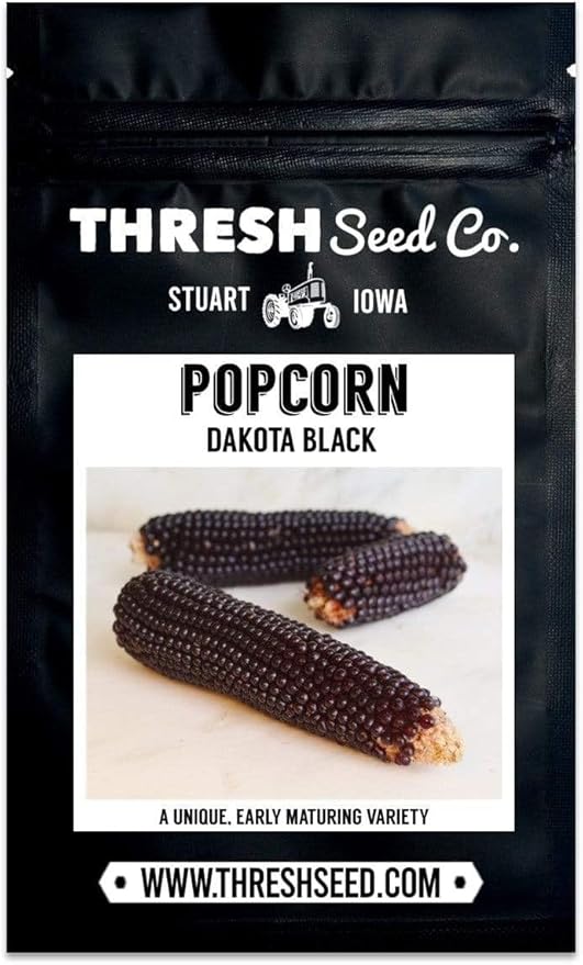 Dakota Black Popcorn - 4oz Bulk (~800 Seeds) - Heirloom & Open-Pollinated Variety, USA-Grown, Non-GMO Corn Seeds for Planting Outdoors in The Home Garden, Thresh Seed Company