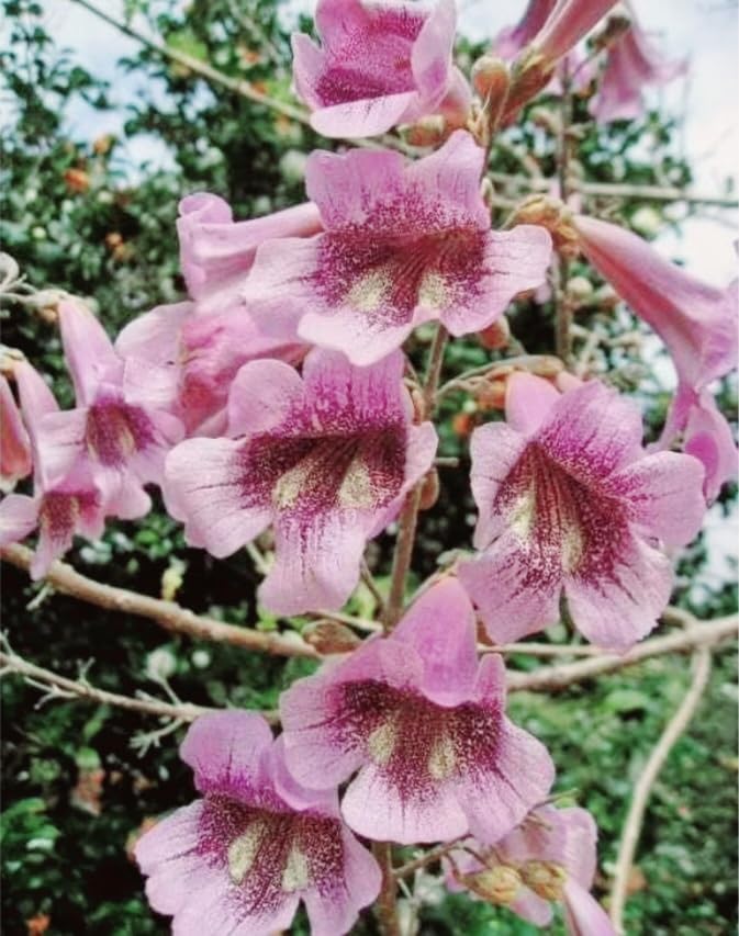 450 Paulownia fortunei | Dragon Tree | Fortunes Empress, by-PeavyTailor, Sapphire