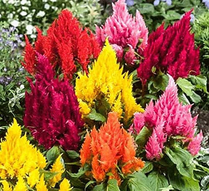 Seeds Plumed Cockscomb Mix/Celosia/Includes Variety Crested West Indian Toreador/Annual Flowers
