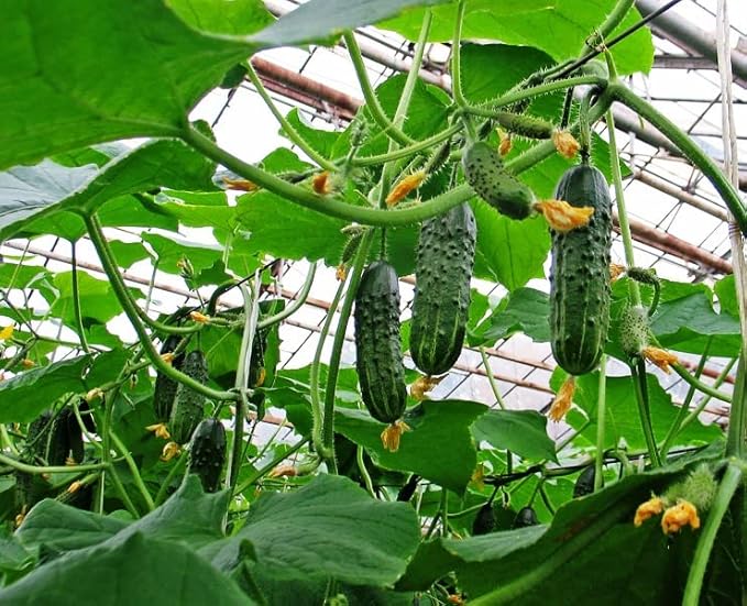 Seeds Self-Pollinated Cucumber Firm Secret F1 40 Days for Pickling Indoor Non GMO Hybrid
