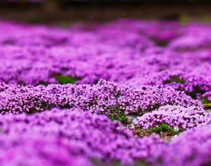 1500 Pink Mix Creeping Thyme Seeds for Planting, Ground Cover Plants