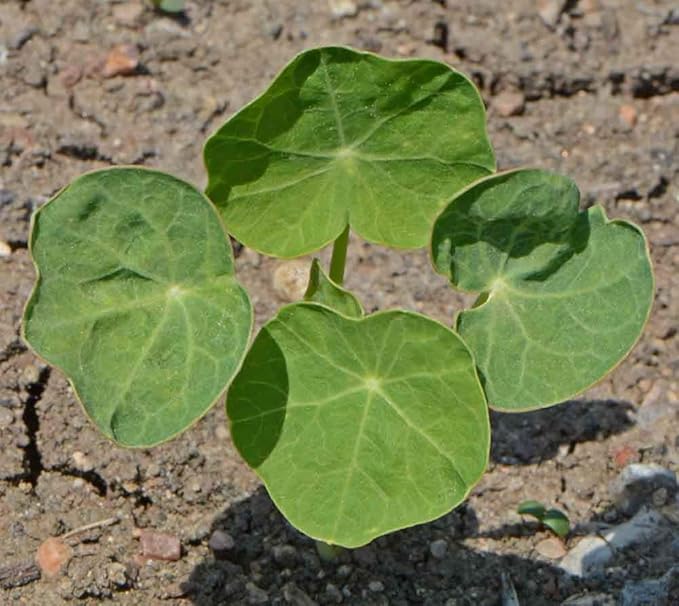 Dwarf Jewel Mix Nasturtium Flower Seeds, Large Pack of 500 Seeds by Seeds2Go