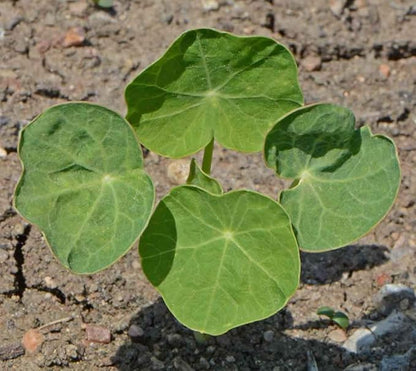 Dwarf Jewel Mix Nasturtium Flower Seeds, Large Pack of 500 Seeds by Seeds2Go