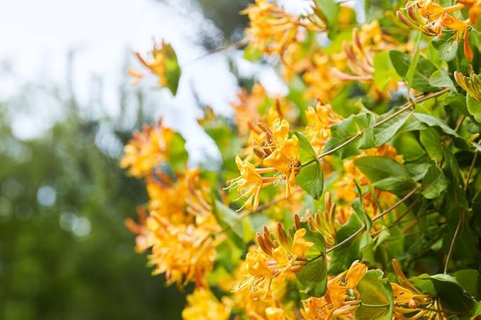 200 Honeysuckle Seeds - Non-GMO Heirloom, Fragrant Climbing Perennial Vine, Pollinator Friendly for Indoor & Outdoor Garden Planting