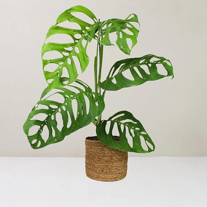 GARDENERA Monstera Esqueleto Soil Mix - Trusted by Experts for Strong and Healthy Plants - 20 Quart (4 Bags of 5 Quart)