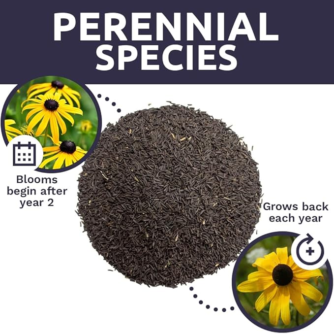 Black Eyed Susan Seeds – Bulk Quarter Pound Bag – Over 400,000 Open Pollinated Non-GMO Wildflower Seeds – Rudbeckia hirta
