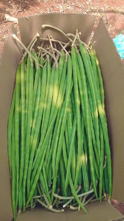 100 Moringa Seeds Approx | Moringa Seeds for Planting | Edible, Excellent Germination | Premium Grade PKM1 | Semillas de Moringaa Seed for Eating | Malunggay