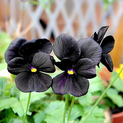 100+ Black Velvet Pansy Viola Seeds Flowers Garden Planting