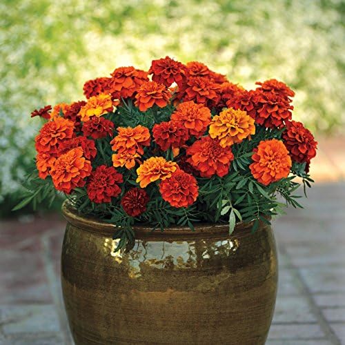 Park Seed Fireball Marigold Flower Seeds – Color-Changing 2.5-Inch Double Blooms from Red to Gold, Compact French Variety for Beds, Containers, and Pest Control – Pack of 25