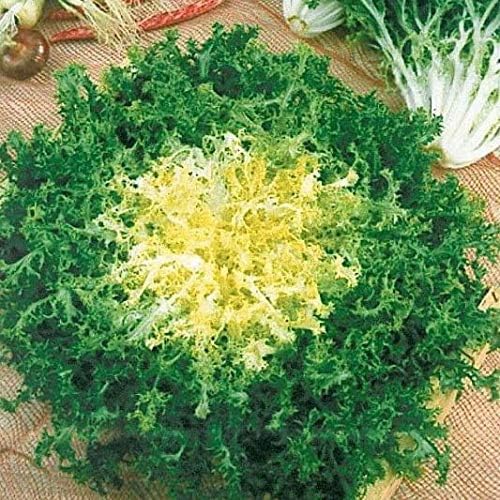 Seeds Endive Lettuce Yellow Heart Curly Frisee 50 Days for Salad Non GMO Vegetable for Planting 700 Seeds