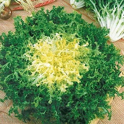 Seeds Endive Lettuce Yellow Heart Curly Frisee 50 Days for Salad Non GMO Vegetable for Planting 700 Seeds