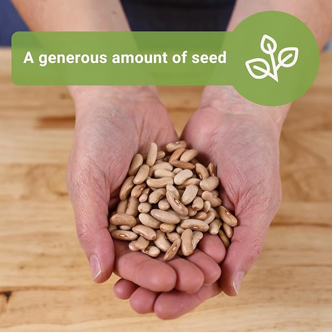 Sow Right Seeds - Bulk Contender Bush Green Bean Seeds for Planting - 2 Ounce, 110 Seeds - Non-GMO Heirloom Jumbo Packet with Instructions to Plant Outdoor Home Vegetable Garden - Grow Large Harvest