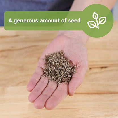 Sow Right Seeds - Lemon Grass Seed for Planting - 1600 Seeds, 1.2 Grams, Non-GMO Heirloom Bulk Jumbo Pack with Instructions to Plant and Grow an Herb Garden - Grow Loads of This Culinary Herb