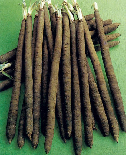 Seeds Salsify Black Root Scorzonera Heirloom Vegetable for Planting Non GMO