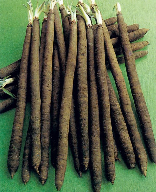 Seeds Salsify Black Root Scorzonera Heirloom Vegetable for Planting Non GMO