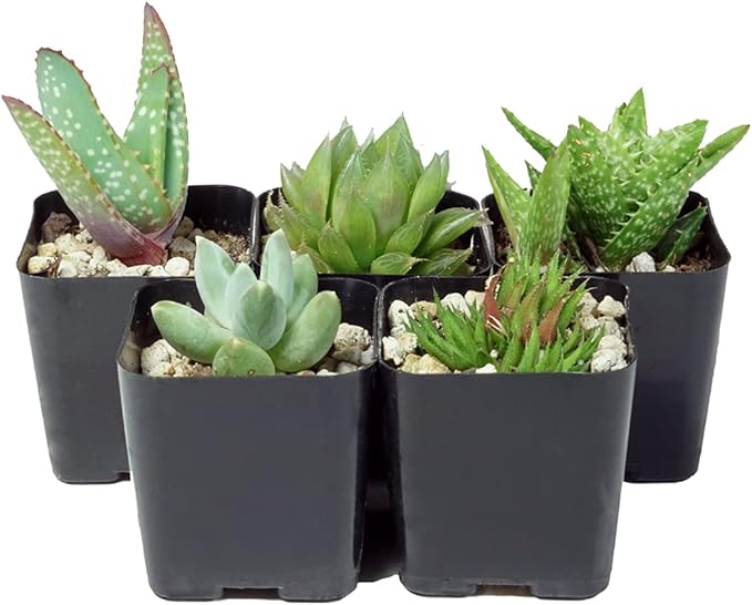 The Hydroponic City Black Square Flower Nursery Pots for Starting Seedlings, Succulents, or Cacti - 2" x 2", Pack of 50 + 5 THCity Stakes