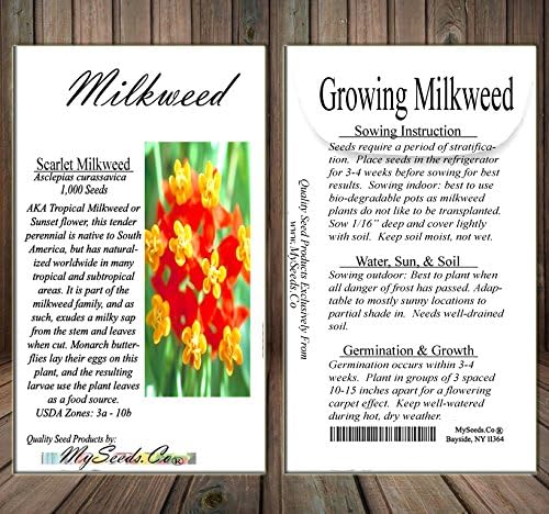 Big Pack - (1,000) Sunset Flower Milkweed Seeds, Asclepias Curassavica (Big Pack Tropical Sunset Milkweed)