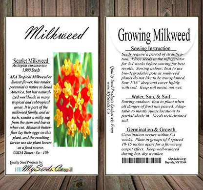 Big Pack - (1,000) Sunset Flower Milkweed Seeds, Asclepias Curassavica (Big Pack Tropical Sunset Milkweed)